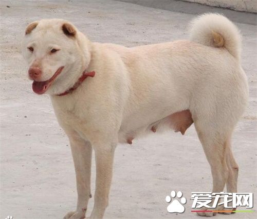 中华田园犬能长多大 不同地区形态差异很大