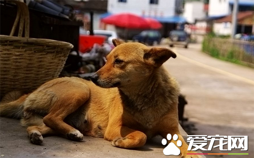 中华田园犬幼犬特征 教你正确的挑选幼犬