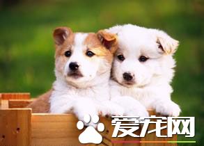 狗狗随地大小便怎么办 训练狗狗固定地点大小便