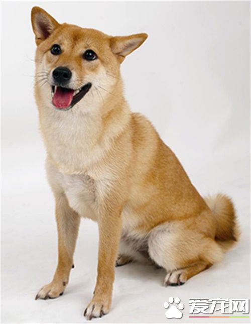 中华田园犬多少钱一只 了解中华田园犬价格