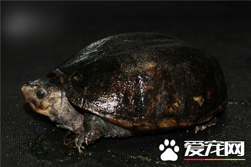 乌龟皮肤病怎么治 乌龟皮肤病的治疗方法