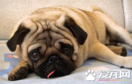 巴哥和迷你雪纳瑞哪个好养 巴哥最大特点黑脸