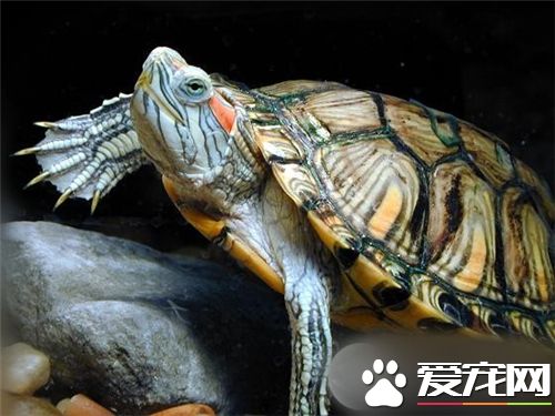 乌龟和猫能一起养吗 乌龟的环境最好是安静