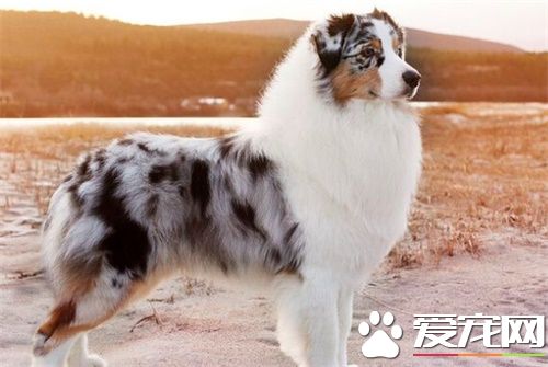 澳洲牧羊犬上厕所训练 训练狗狗上厕所的步骤