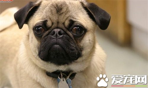 巴哥犬吃什么狗粮最好 中软型专用狗粮