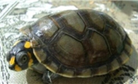 乌龟脖子烂了怎么办 干养为主每天泡澡两次