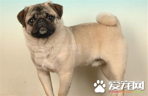 巴哥犬常见皮肤病 易得皮肤病或生疥疮