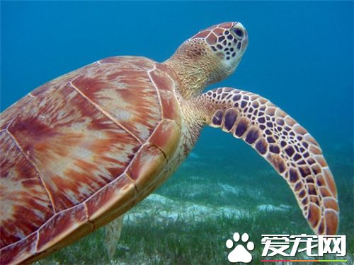 养乌龟会影响风水吗 背甲纹路代表着天干地支