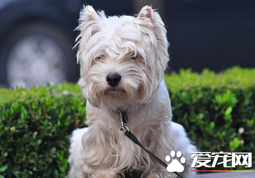 西高地白梗智商排行 智商是非常高