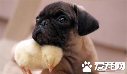 巴哥犬八哥犬有什么区别 叫法不同而已