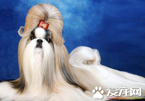西施犬好不好 外观非常的好看