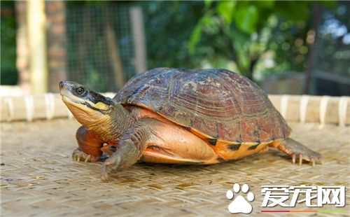 乌龟是什么颜色的 陆龟颜色为深绿色和棕色