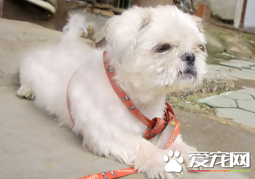 西施犬介绍 取中文"狮子"的意思