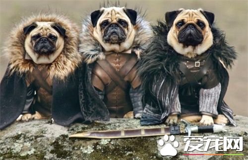 巴哥犬长得快吗 巴哥犬是一种小型犬类