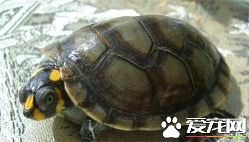 乌龟脖子烂了怎么办 干养为主每天泡澡两次