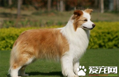 澳洲牧羊犬要补钙吗 狗狗缺钙会有什么危害