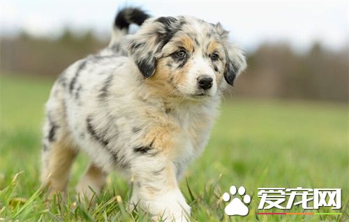 澳洲牧羊犬有没尾巴 澳洲牧羊犬是有尾巴的