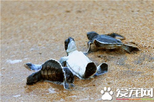 一般乌龟养几只 衡量自己的经济能力来选择