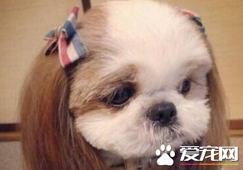 西施犬的品种 在中国知名度很高