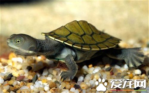 乌龟受伤了怎么办 乌龟受伤的施救措施