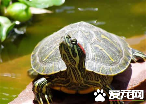 养乌龟几天喂一次 一般建议隔天喂一次