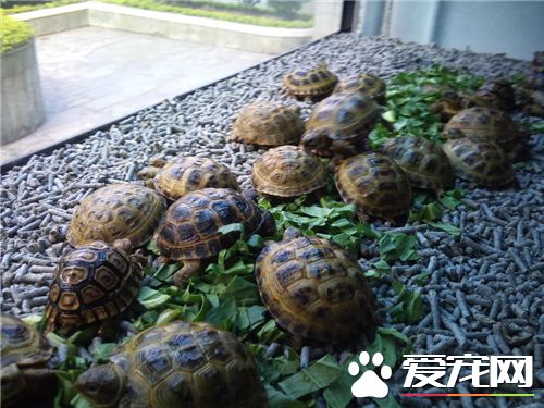 乌龟脱皮是怎么回事 有可能是皮肤病