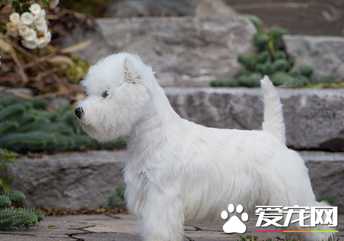 西高地白梗颜色 很少看到完美的被毛