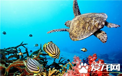 养乌龟用什么过滤好 40W以下内置过滤即可