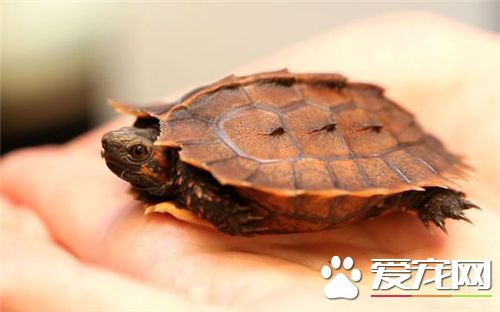 乌龟腿肿了怎么办 吃什么让乌龟腿肿恢复快