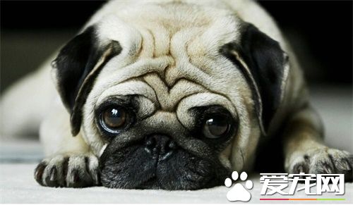 巴哥犬打鼾 八哥犬鼻子的结构很短