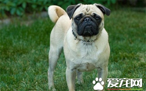 巴哥犬长大毛色变色吗 狗狗毛色复杂性