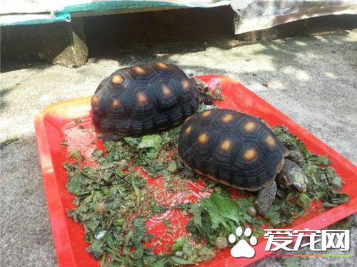 家里养两个乌龟好吗 乌龟的生活与气候关系