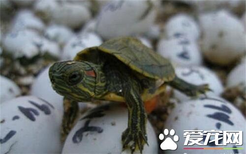 养一只乌龟好吗 养乌龟需要注意的事项