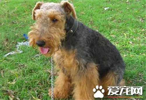 万能梗打架厉害吗 万能梗不属于爱打架的狗狗