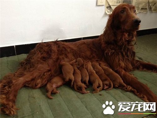 爱尔兰雪达犬排第几名 智商排名位居第35