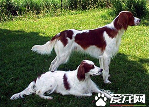 爱尔兰雪达犬优缺点 气质温文尔雅