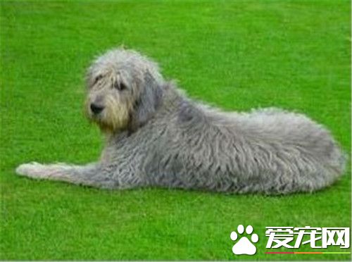 奥达猎犬性格 性格是非常的乐观