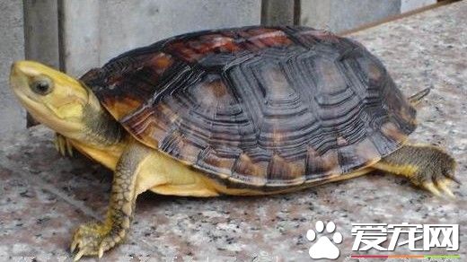 金钱龟为什么那么贵 金钱龟到底有多贵呢