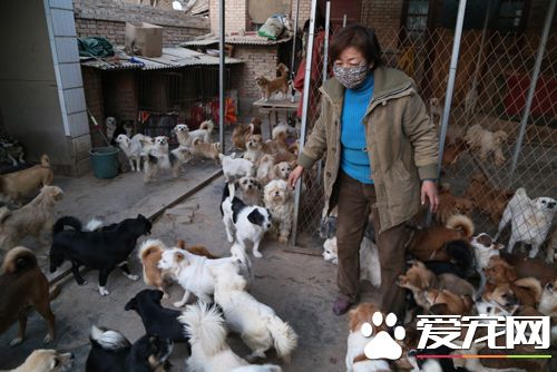 流浪狗怎么处理 退休女教师养240多只流浪狗
