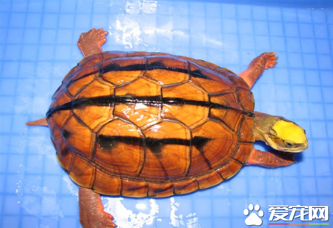 金钱龟的功效与作用 有着极高的药用价值