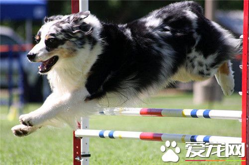 澳洲牧羊犬没尾巴吗 出生一个星期之后被剪掉