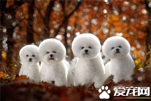 为什么喜爱卷毛比熊犬 比熊外貌可爱