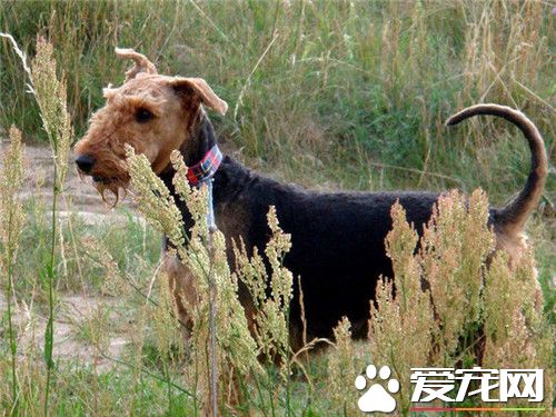 万能梗打猎怎么样 强壮且具有活用来猎水獭