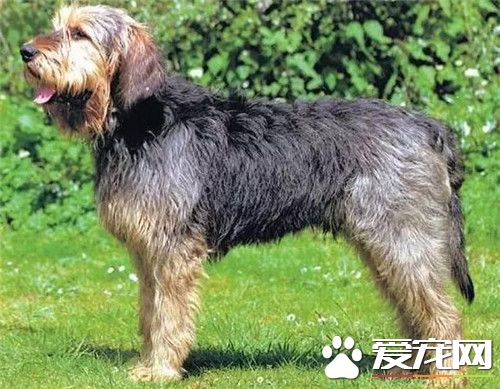 奥达猎犬多少钱 奥达猎犬5000起价