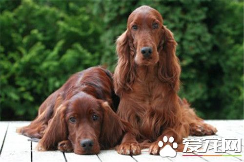 爱尔兰雪达犬会看家吗 很适合看家