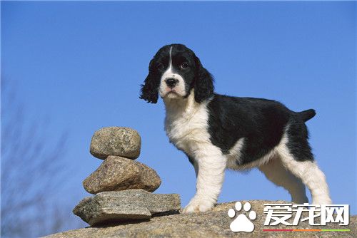 威尔士史宾格犬与英国史宾格的区别