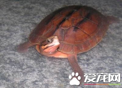 金钱龟怎么分公母 雌性龟背甲较短且宽