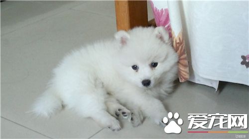 银狐犬能吃玉米面粥吗 不能吃高糖