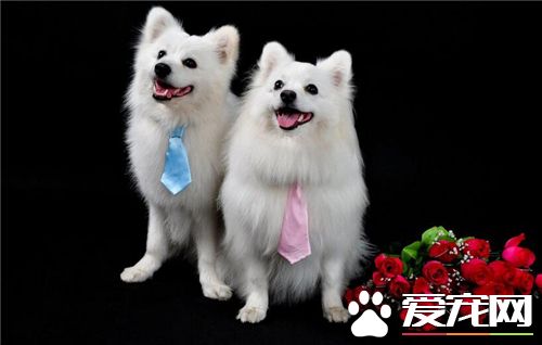 银狐犬口臭怎么办 可能患有口腔炎症