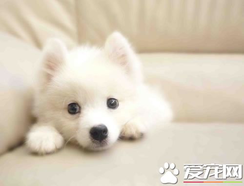 银狐犬配种 银狐犬狗窝的保养方法